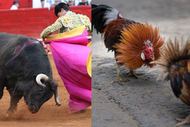 Peleas de gallos y “fiesta brava” ya no son patrimonio cultural