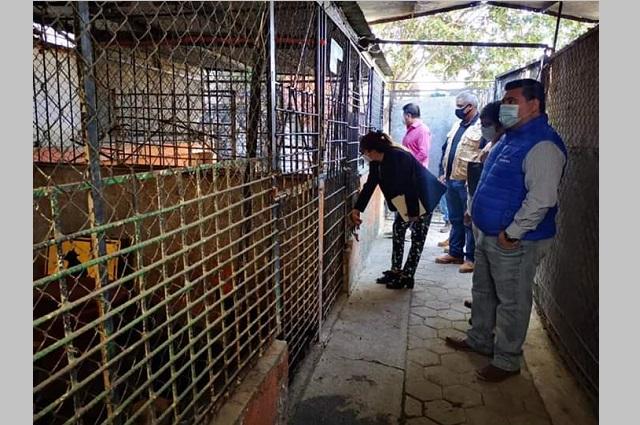 Pro animalistas piden mejorar las condiciones de la perrera de Atlixco