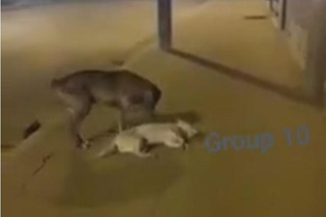 Video: se viraliza perrito que intenta reanimar a su amigo atropellado