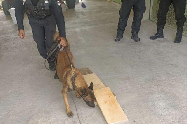 Perro policía frustra ingreso de objetos prohibidos al penal de Tepexi