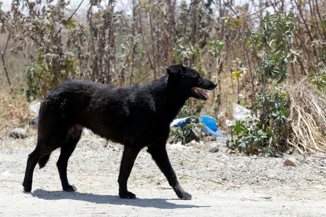 Asesinato masivo de perros: envenenan a 25 en Ixcaquixtla