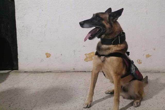 Perros policías detectan droga en penal de Cholula