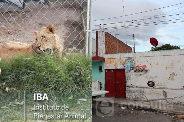 Hallan un león en casa del feminicida de Laura Patricia en Puebla