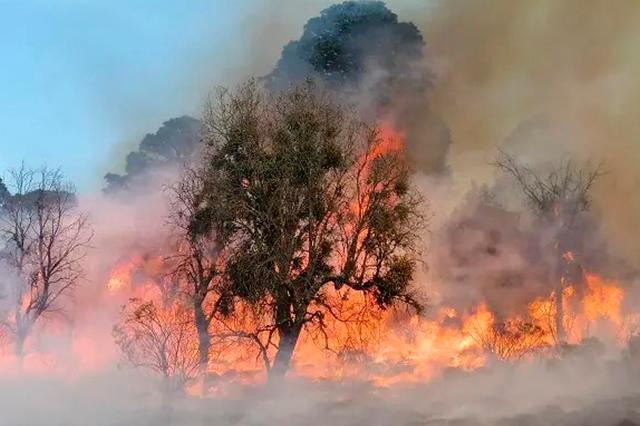 Pico de Orizaba es consumido por incendio; afecta hasta 200 hectáreas
