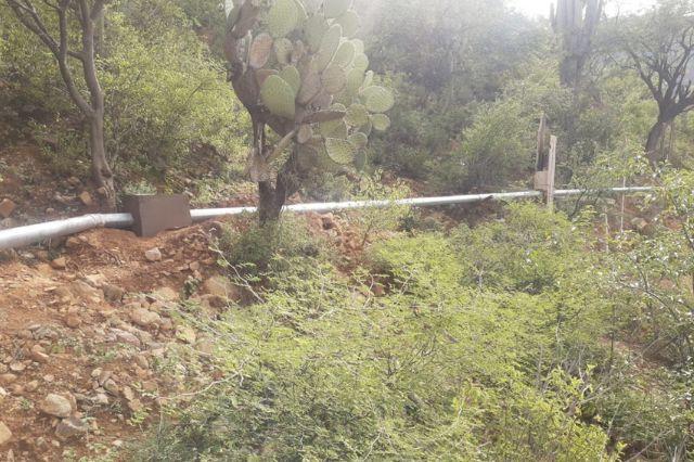 Piden evitar tala de mezquites para construir Bodega Aurrera en Tehuacán