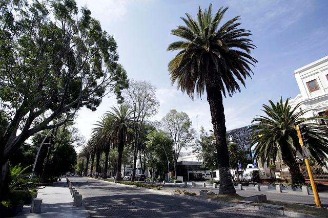 Plaga mata 14 palmeras de la Avenida Juárez en Puebla
