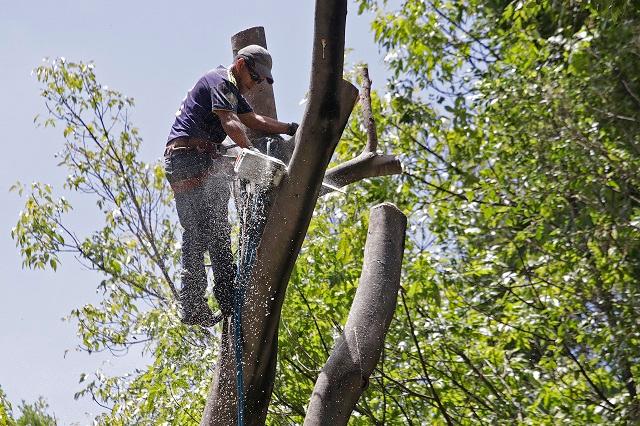Por riesgo, derribarán 5 árboles del zócalo de Puebla