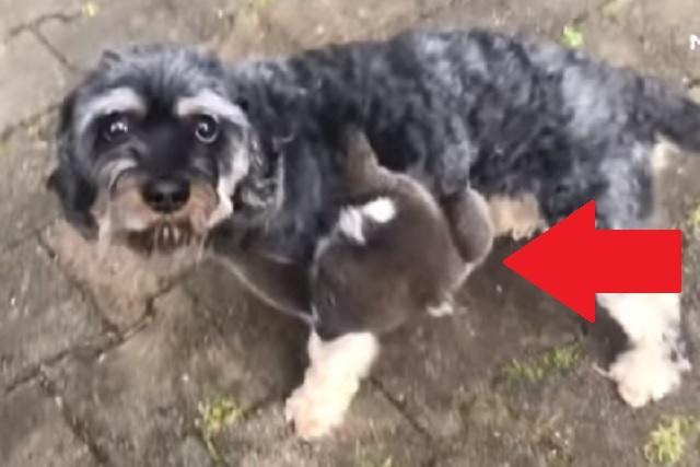 Video: Koala confundido cree que un perro es su madre