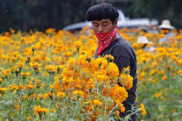 Producción de flor de cempasúchil en Puebla baja en 13 municipios