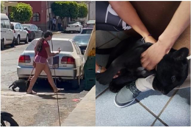 Profepa Jalisco rescata a jaguar negro; lo paseaban como mascota