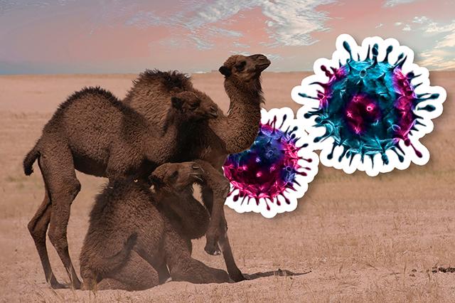 ¿Qué es el virus del camello, enfermedad que deja a Francia sin jugadores?