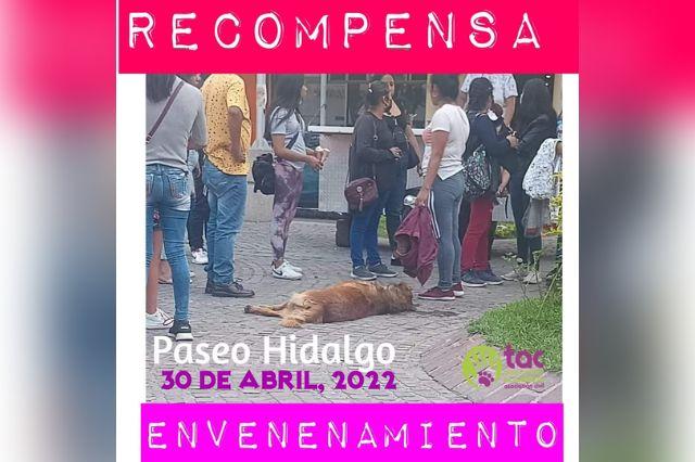 Buscan a quien envenena perros en Tehuacán, dan recompensa 