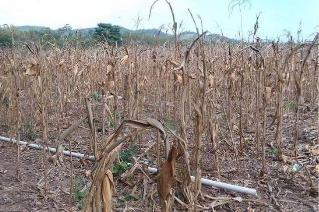 Sequía en Puebla deja a 200 agricultores sin siembra de maíz