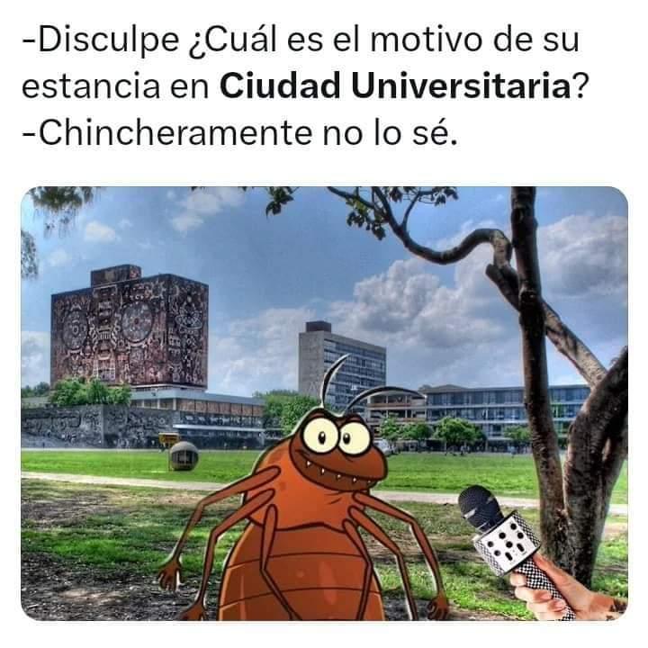 Los mejores memes de la plaga de chinches en UNAM