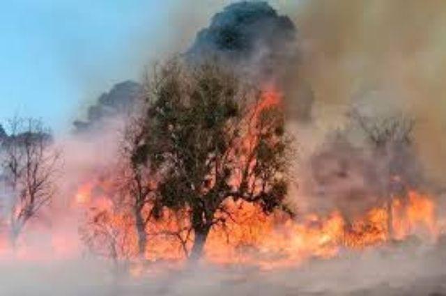 Suman cinco incendios forestales en la última semana en Puebla
