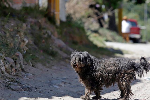 Suman más de 40 casos de perros asesinados en Atlixco