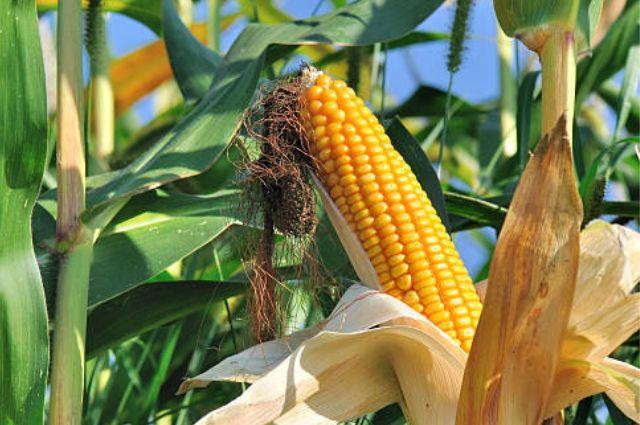 T-MEC: EU apelará negativa de México sobre importación de maíz transgénico