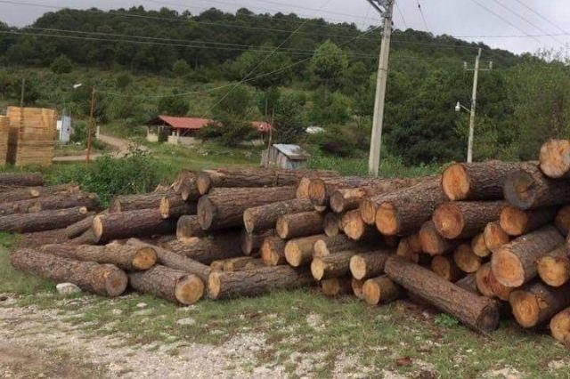 Con madera oaxaqueña baja la tala en San Felipe Maderas