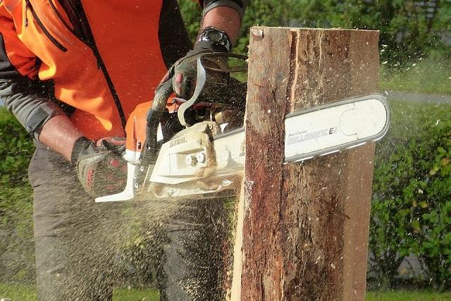 Talamontes cortan 300 árboles diario en CDMX