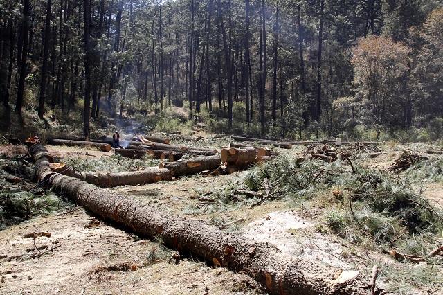 Medio Ambiente identifica tala ilegal en Caleras