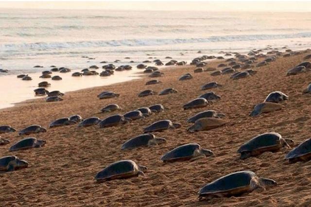 Por ausencia de turistas, cientos de tortugas acuden a playas para anidar