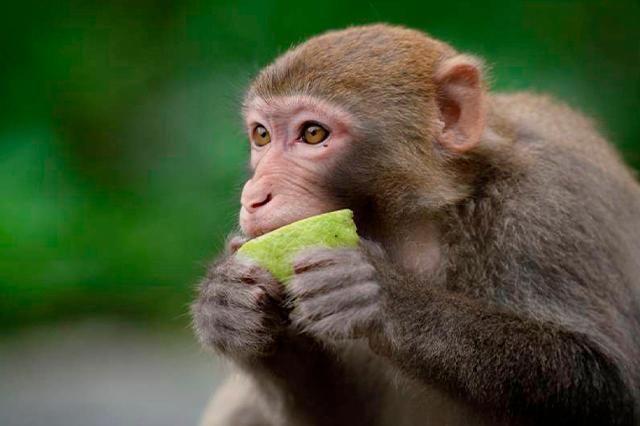 “Viruela del mono podría ser la punta del iceberg”: OMS