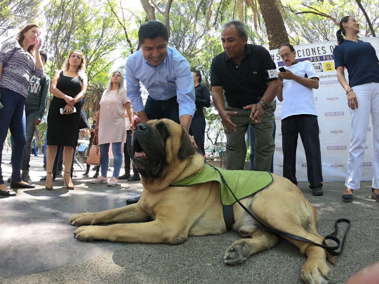 Inspectoría para denunciar maltrato animal, impulsará Eduardo Rivera